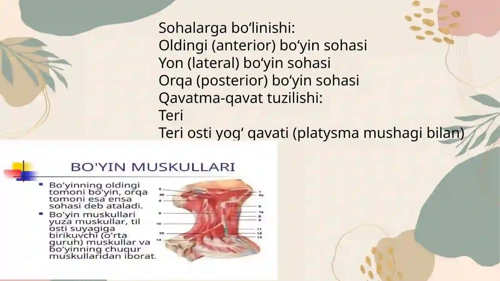Bo'yin soxasining jarrohlik anatomiyasi: sohalarga bo'linishi, qavatma-qavat topografiyasi. Shevkunenko bo'yicha bo'yin fassiyalari, fassiyalararo bo'shliqlari, cho'ntaklari va ularning amaliy ahamiyati. Bo'yinning til osti suyagi ustki soxasi (jag' osti, iyak osti va Pirogov uchburchaklari). A.V.Vishnevskiy bo'yicha bo'yin vagosimpatik blokadasi. Bo'yin soxasidagi viringli jarayonlarda kesishlar 4