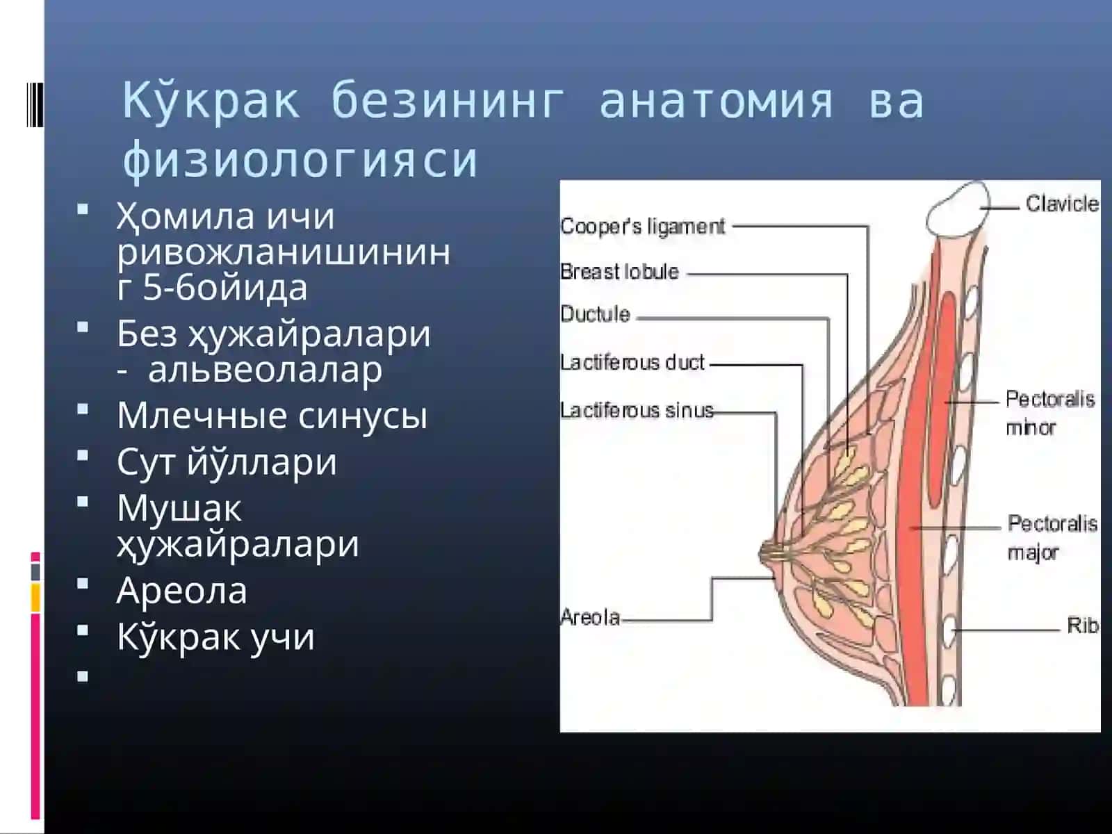 Toshkent Pediatriya Tibbiyot Instituti Pediatriya Fakulteti 211-1 talabasi Pirimqulova Sadoqat 4