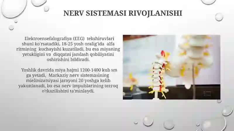 Yoshlik davrining morfologik va fiziologik xususiyatlari 4