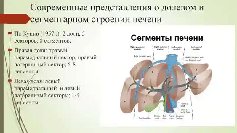 Резекции печени 4
