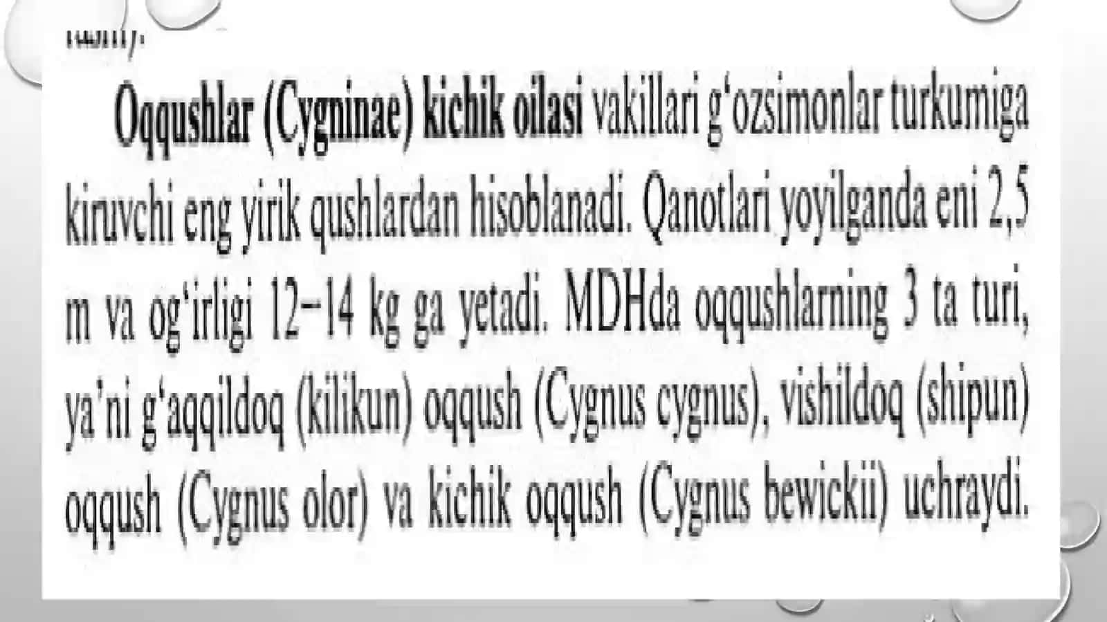 Oqqushlar haqida umumiy maʼlumotlar 4