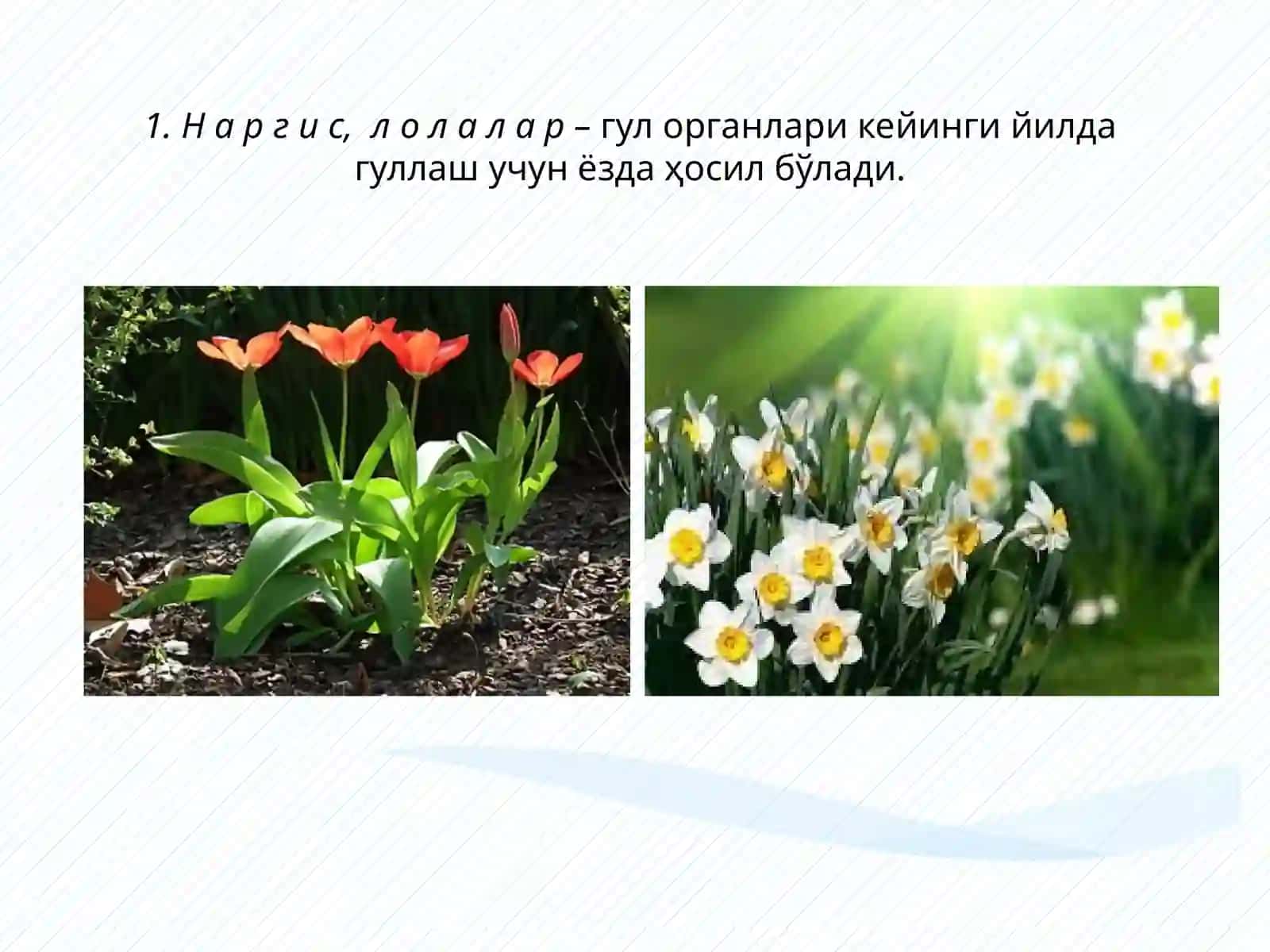 Бир йиллик, икки йиллик ва кўп йиллик гулли ўсимликлардан кўкаламзорлаштиришда фойдаланиш 4