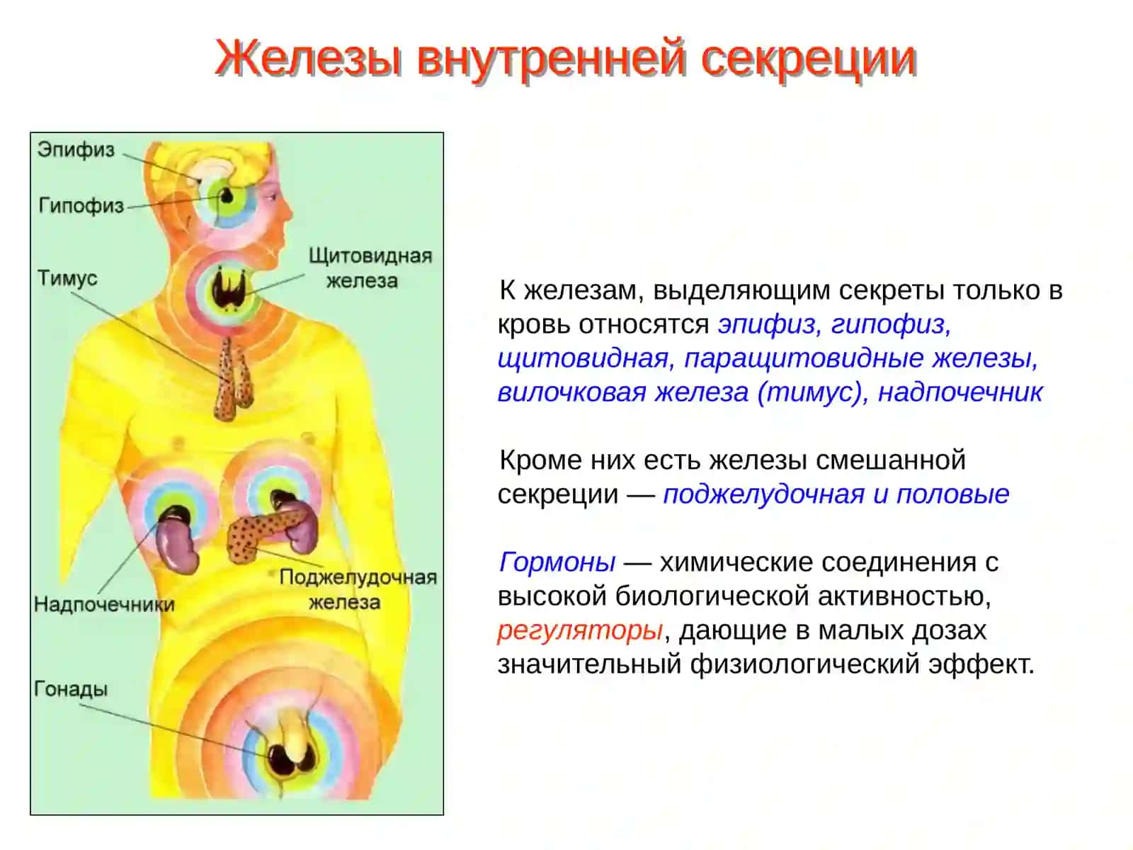 Гипоталамо-гипофизарная система. Биологический эффект гормонов 4
