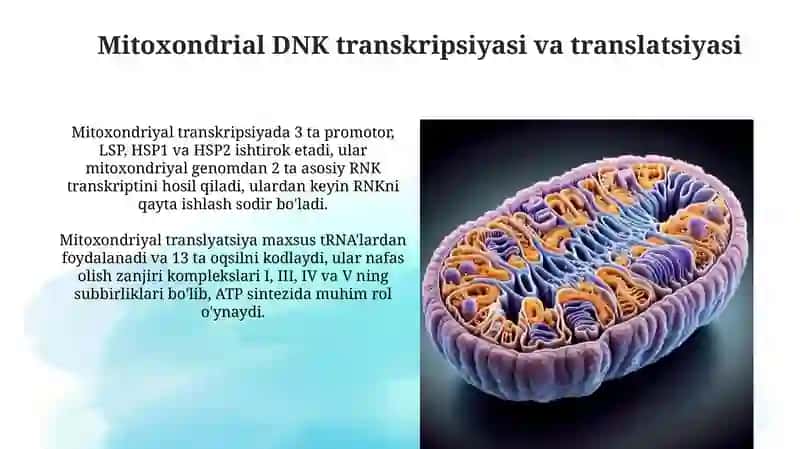 Mitoxondrial DNK Tuzilishi va Mitoxondriyal Kasalliklar 4