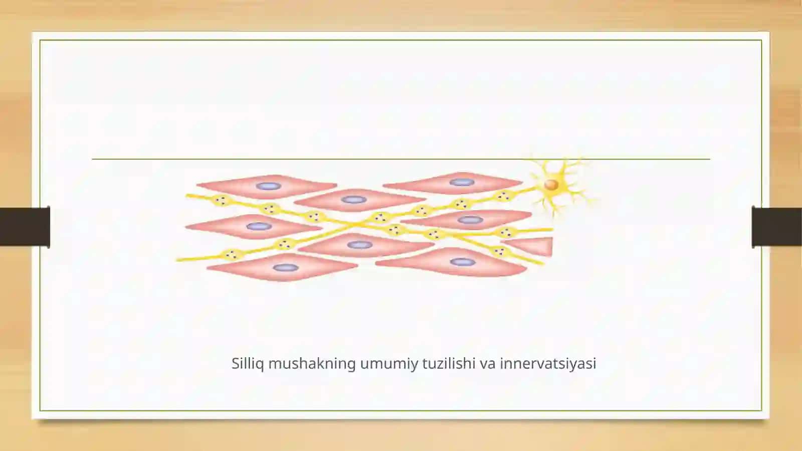 Silliqmushaklarning fiziologiyasi 4