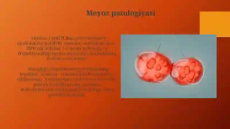 Meyoz va Mitoz Patologiyasi 4