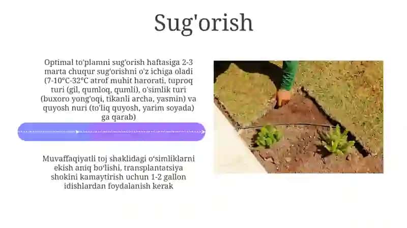 Topiar yaratishda o‘simliklarni joylashtirish sxemasi 4