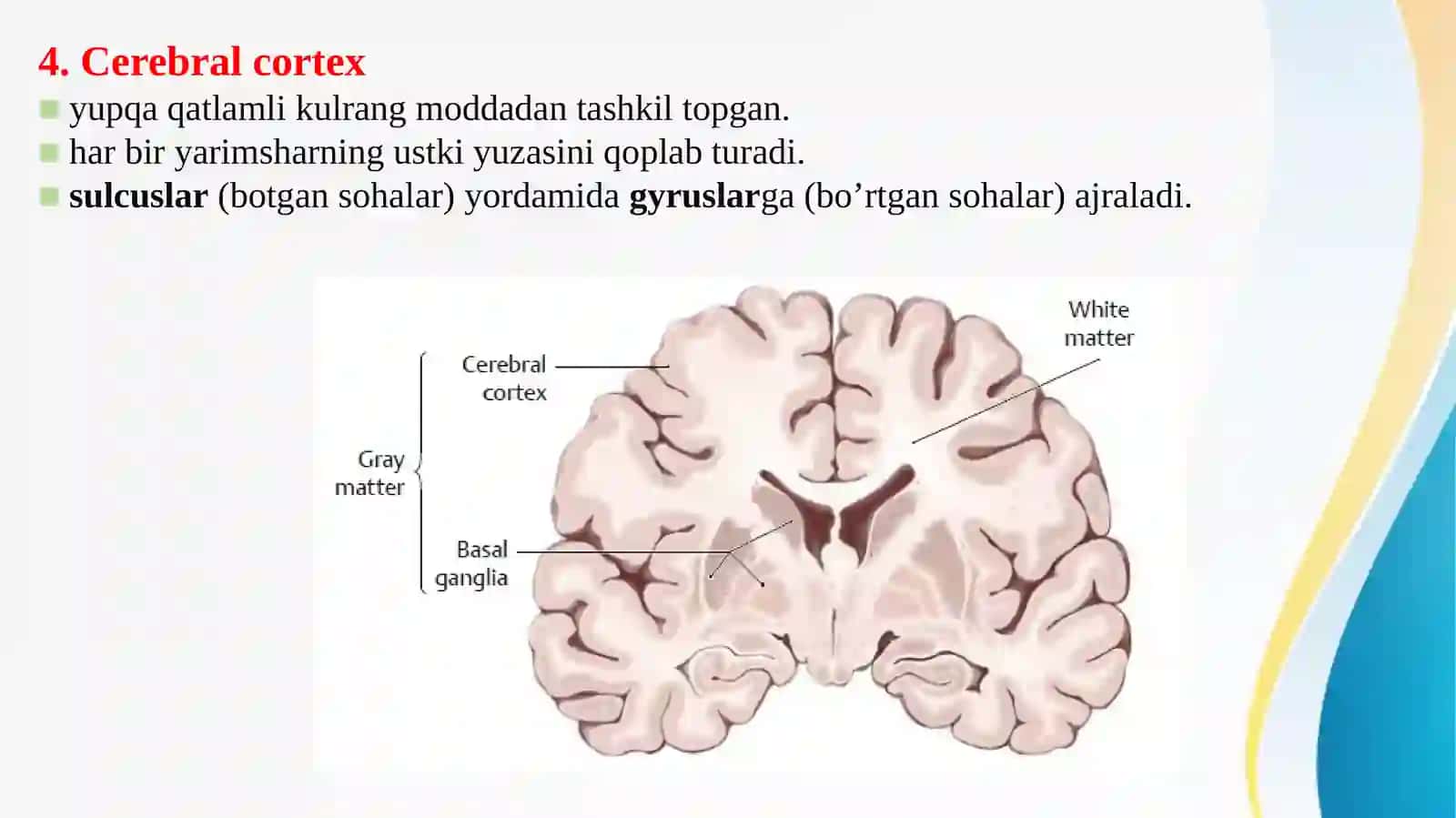 Bazal yadrolar, Lateral qorinchalar, Cerebral cortex, Oq modda 4