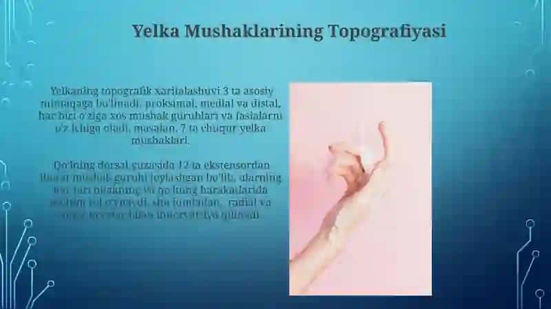 Yelka, Bilak va Qoʻl Mushaklari va Fasiyasi 4
