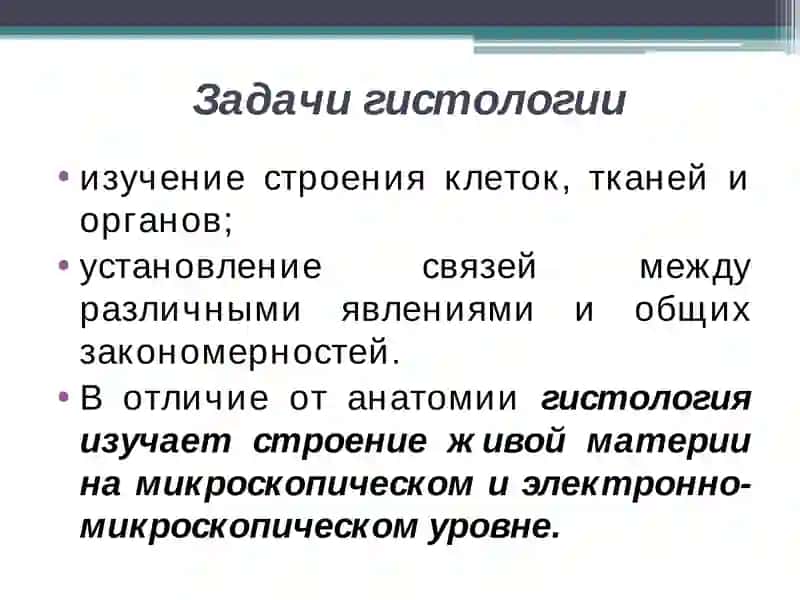 Гистология 4