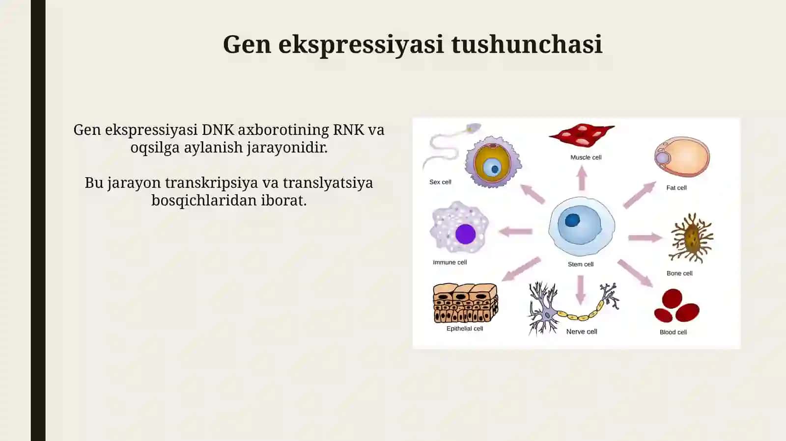 Genlar ta’sirining boshqarilishi, hujayra differensirovkasi 4