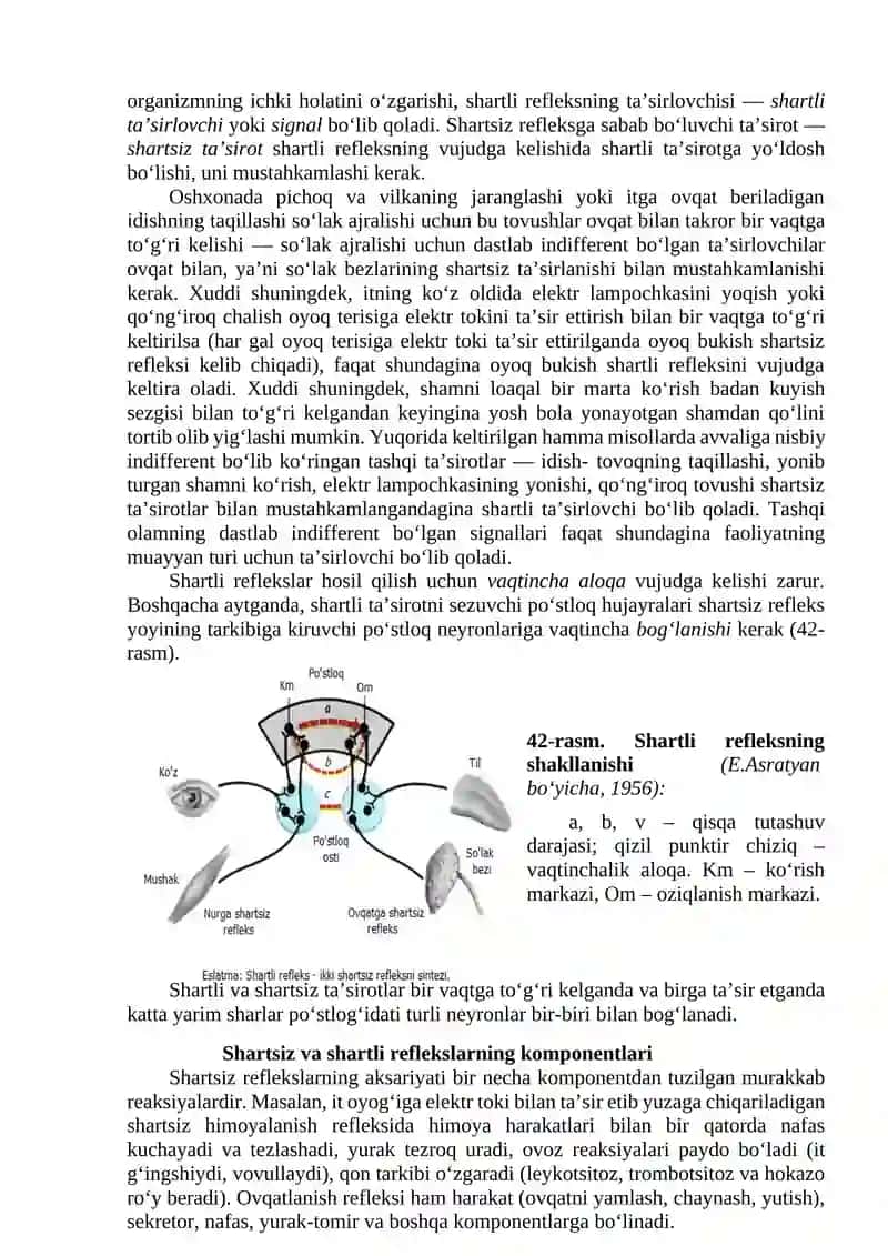 3-MA’RUZA. SHARTLI VA SHARTSIZ REFLEKSLAR HAMDA TASHQI VA ICHKI TORMOZLANISHINI BILISHI. KATTA YARIM SHARLAR PO’STLOG‘INING TAHLIL VA SINTEZ QILISH FAOLIYATI 4