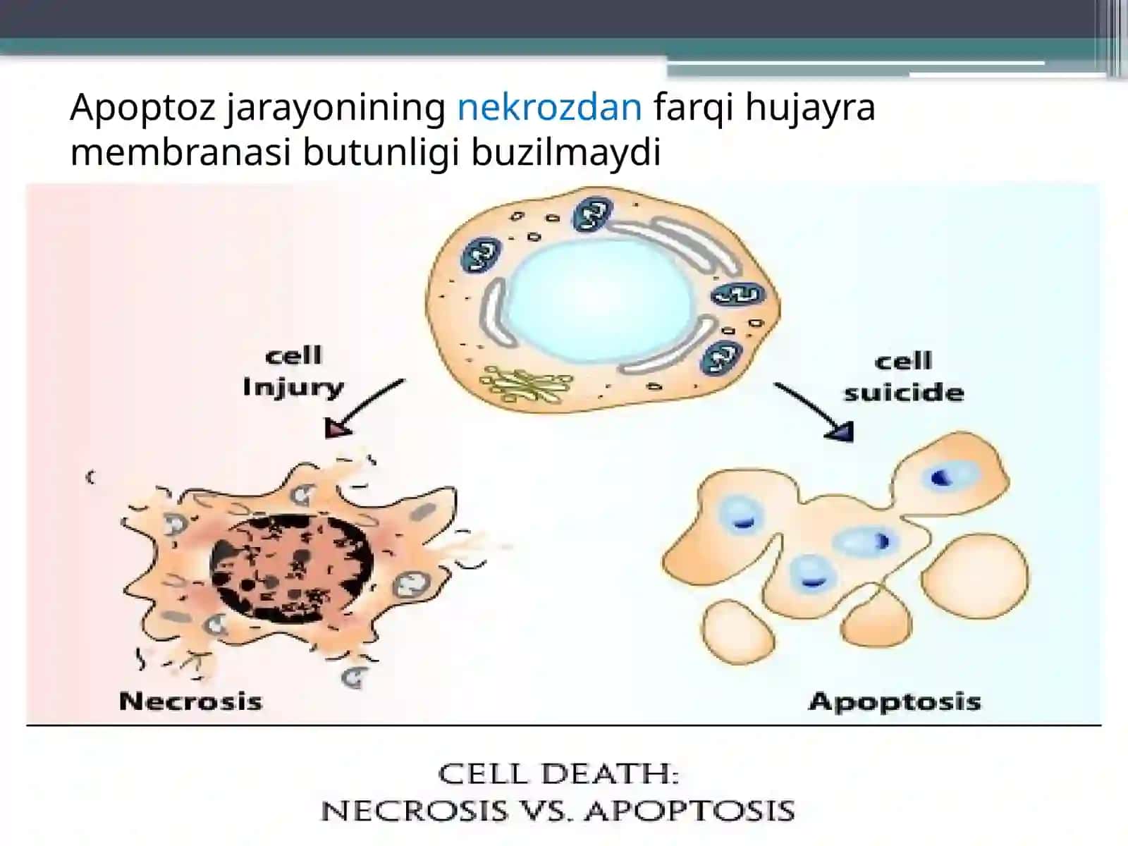 Apoptoz mexanizmlari 4