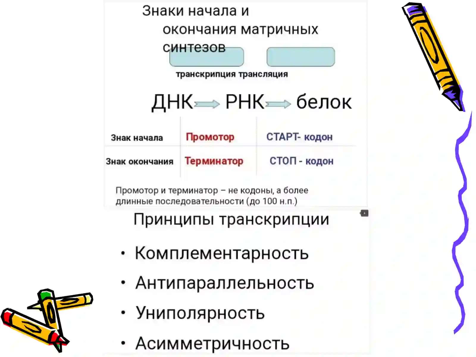 Transkripsiya, translyatsiya va oqsil sintezi 4
