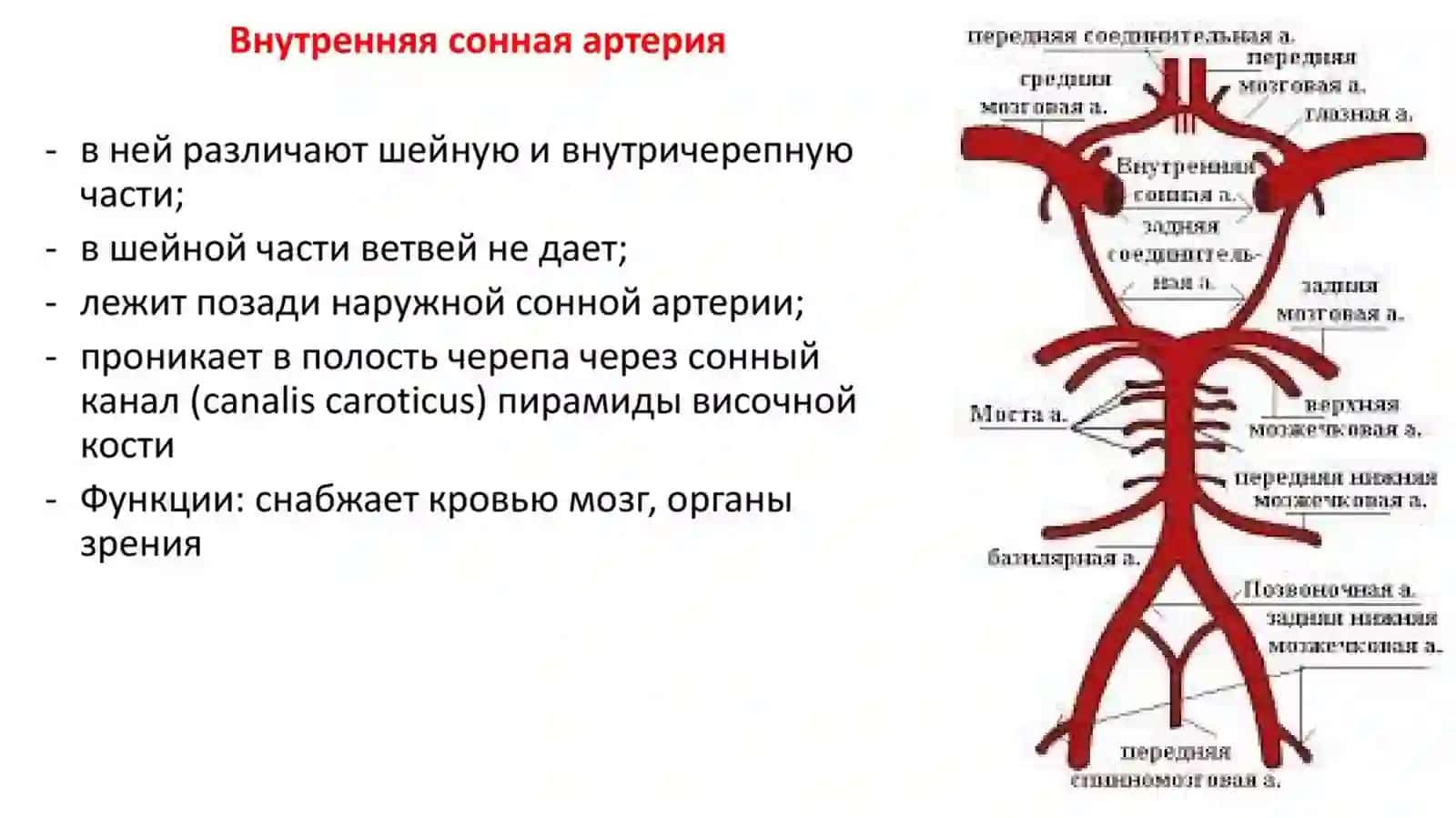 Qo‘l arteriyalari. Ko‘krak va qorin aortasi. Oyoqning qon bilan ta’minlanishi 4