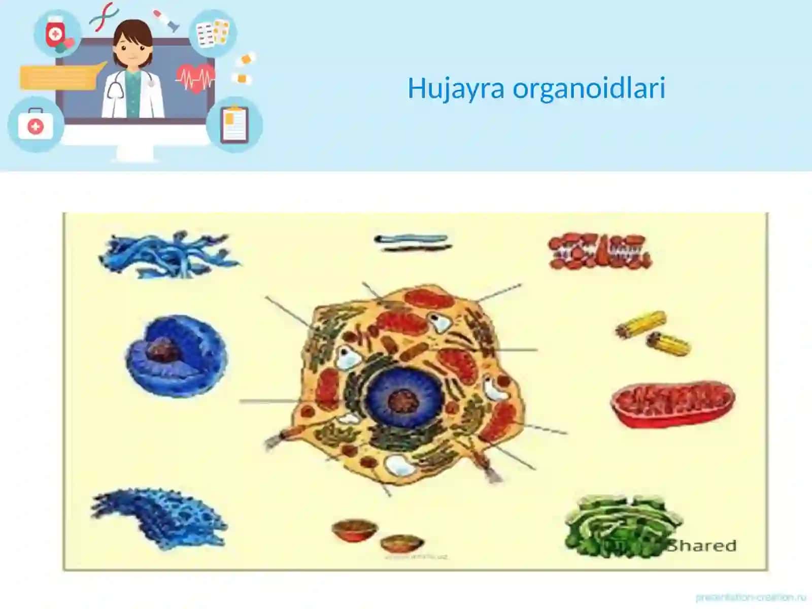 Organoidlarning tuzilishi va funksiyasi 4