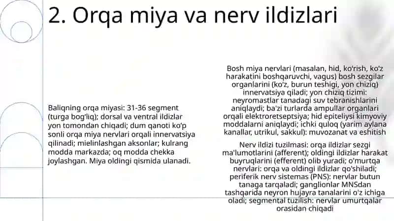 Baliqlarning nerv sistemasi va sezgi organlari tuzilishi 4