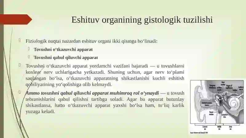 Eshitish organi innervatsiyasining xususiyatlari 4