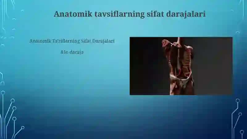 Anatomik Terminologiya va Sifat Darajalari 4