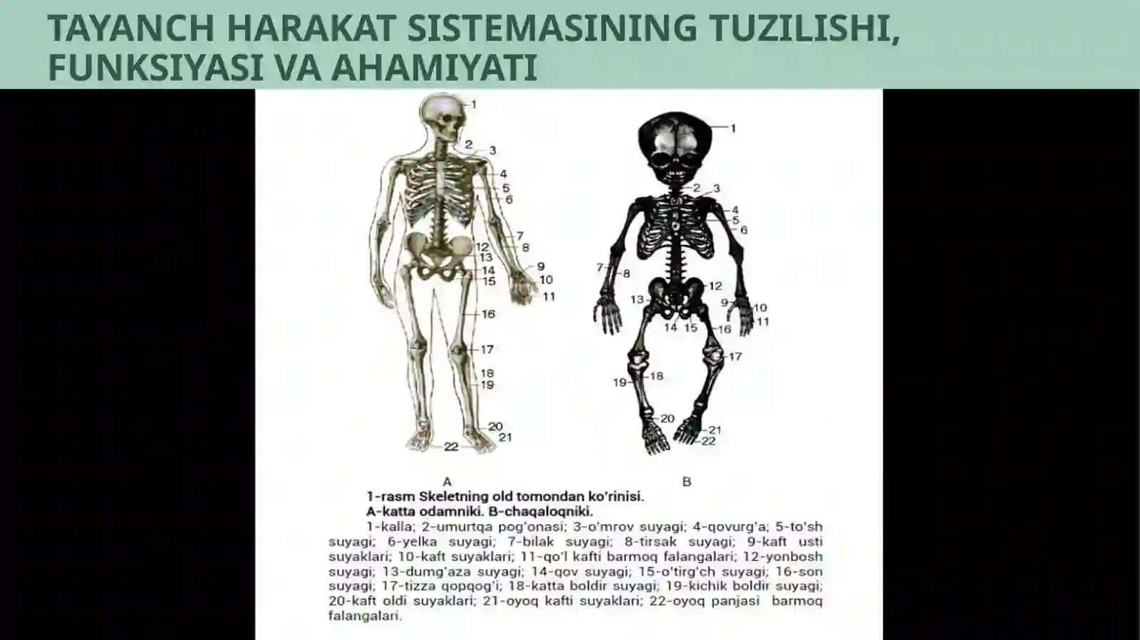 SISTEMASINING TUZILISHI, FUNKSIYASI VA AHAMIYATI 4