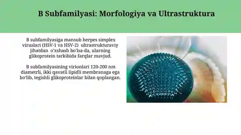 Gerpes Viruslari: Klassifikatsiyasi 4