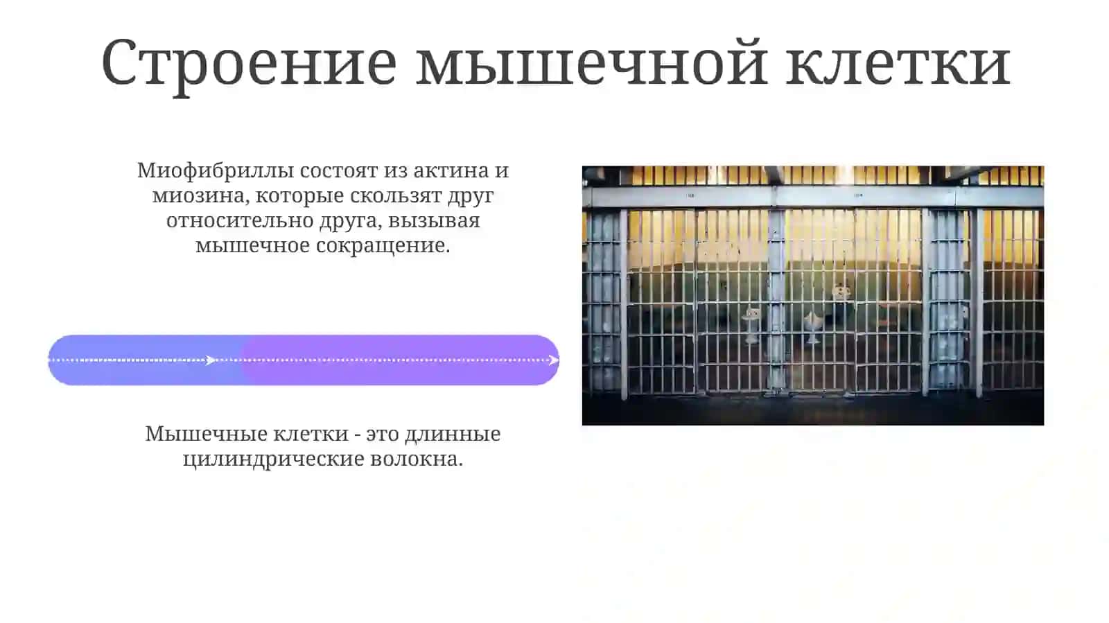 Мышечная клетка 4