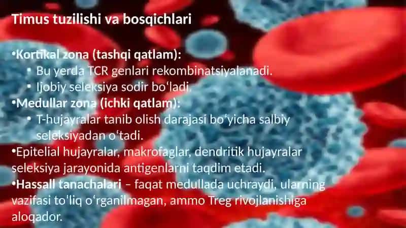 Timusdagi T-limfositlarning yetilishi jarayoni 4