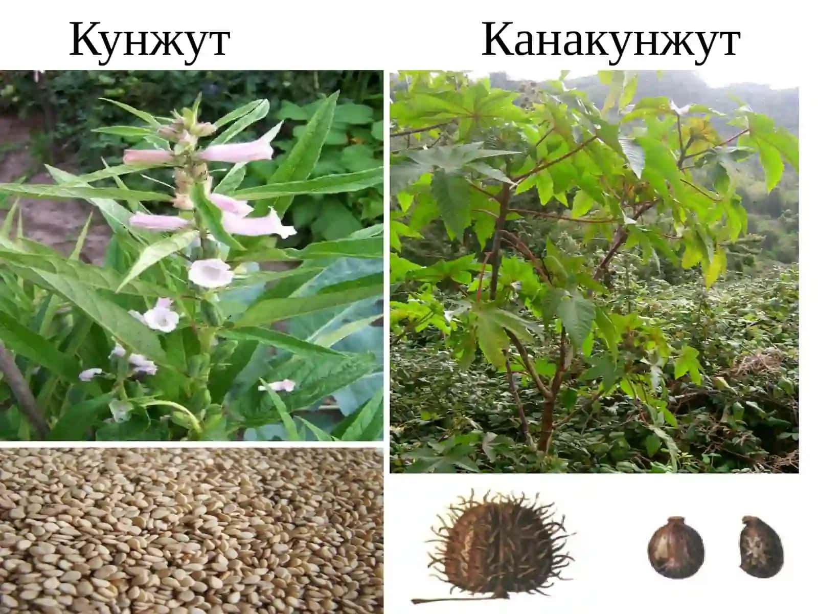 Кунгабоқарни такрорий экин сифатида етиштириш технологияси 4