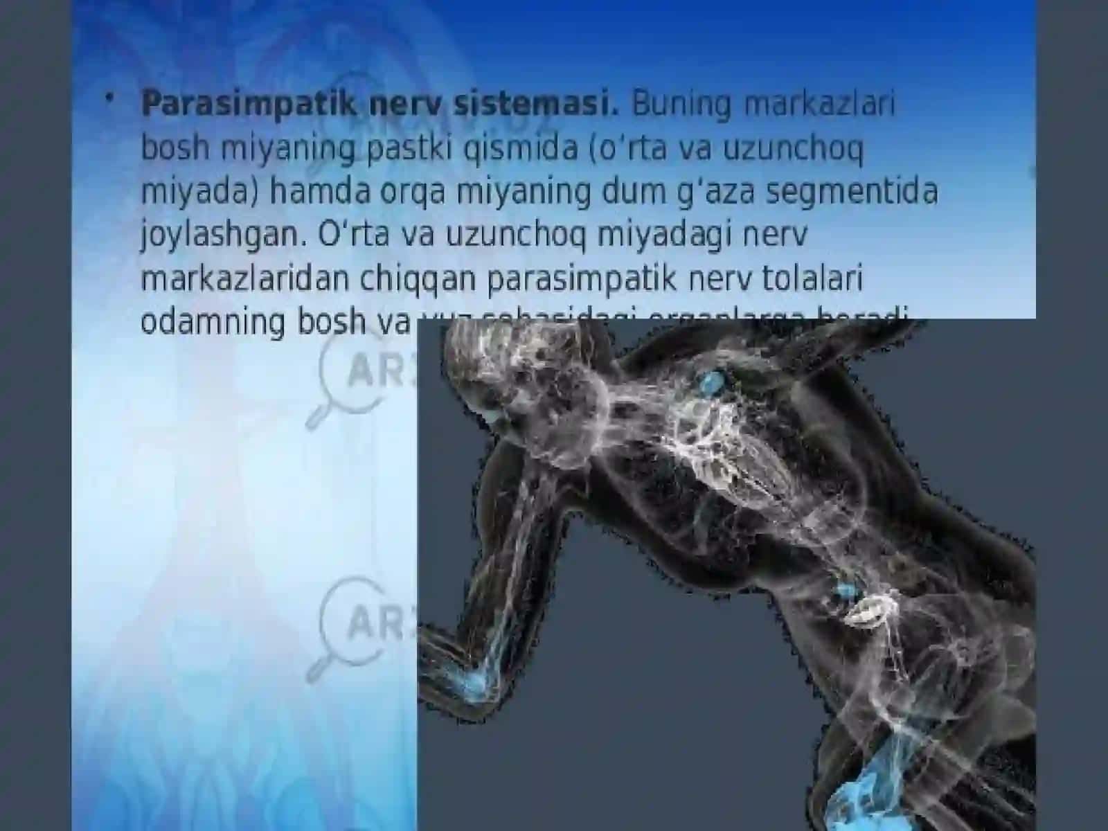 Vegetativ nerv sistemasi 4