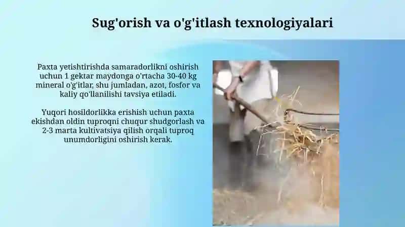 Paxta tolasi olinishi va ishlatilishi 4