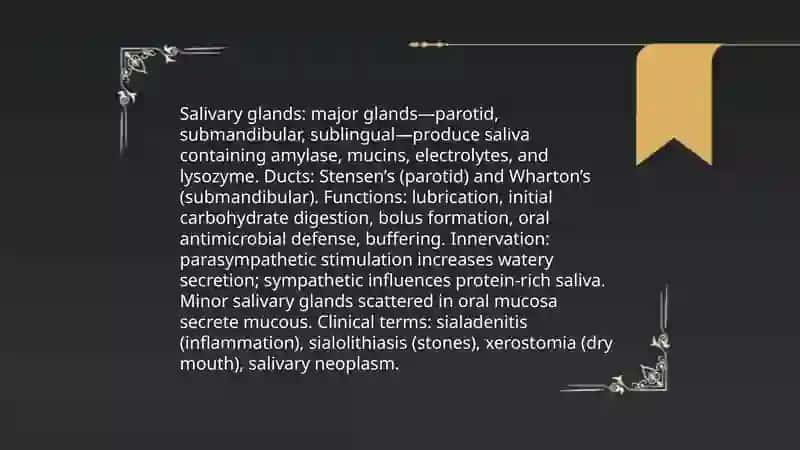 Digestive system vocabulary 4