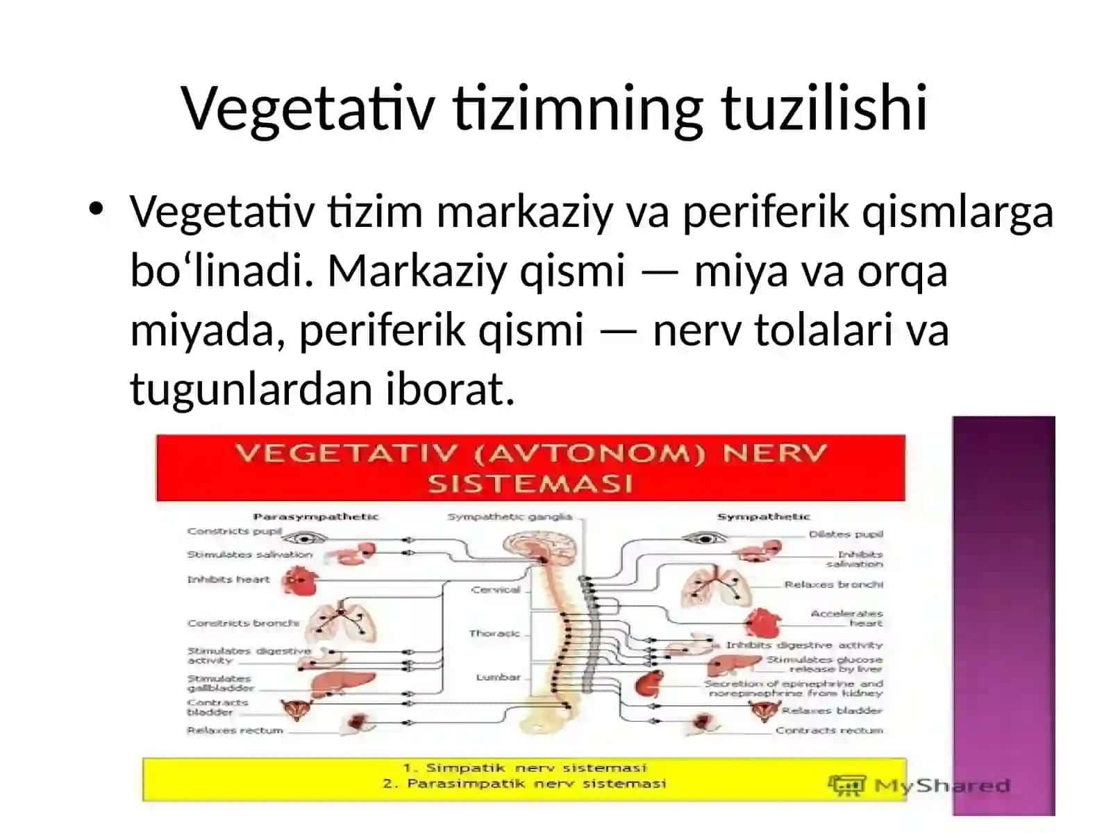 Vegetativ asab sistemi anatomiyasi 4
