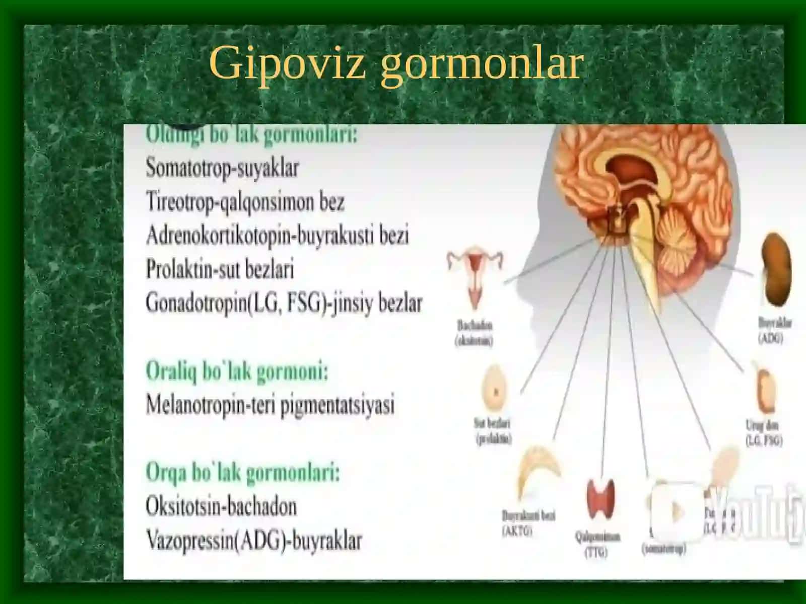 Endokrin bezlarning funksiyasining yoshga oid xususiyatlari 4