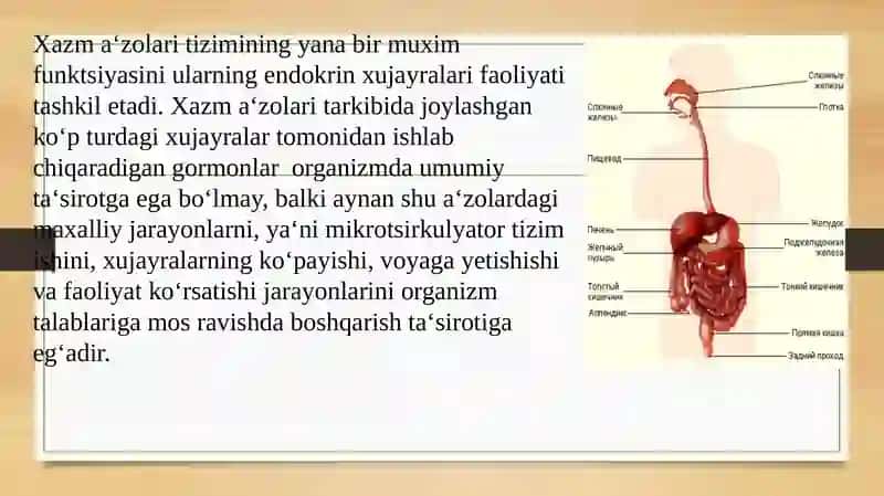 Ovqat hazm qilish sistemasi va uning fiziologiyasi 4
