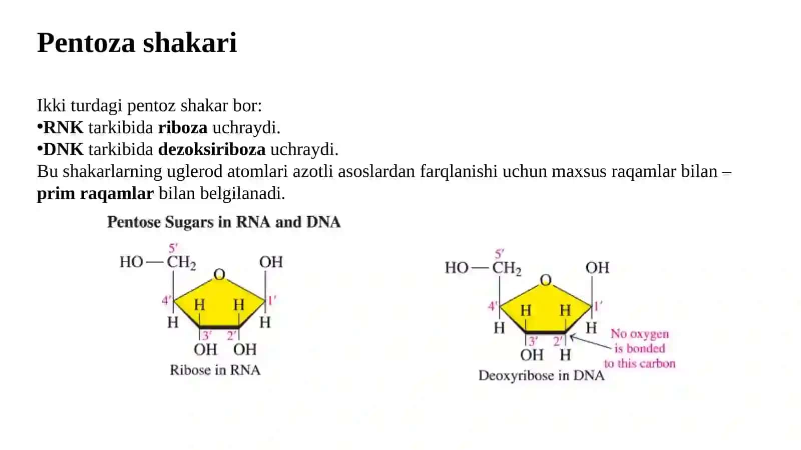 Nuklein kislotalar. Nuklein kislotalar va oqsillar biosintezi 4
