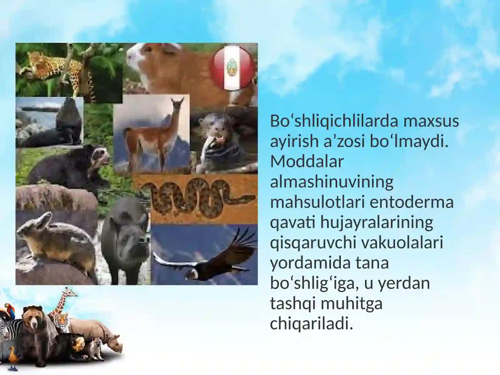11-sinf Biologiya dars ishlanma. Hayvonlarning ayirish va jinsiy organlari evolutsiyasi 4