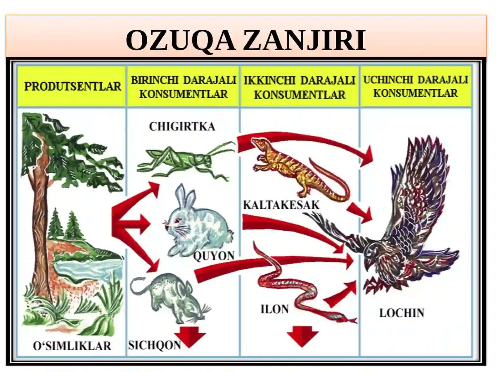 Ekologik piramidaga oid masalalar ye chish 4