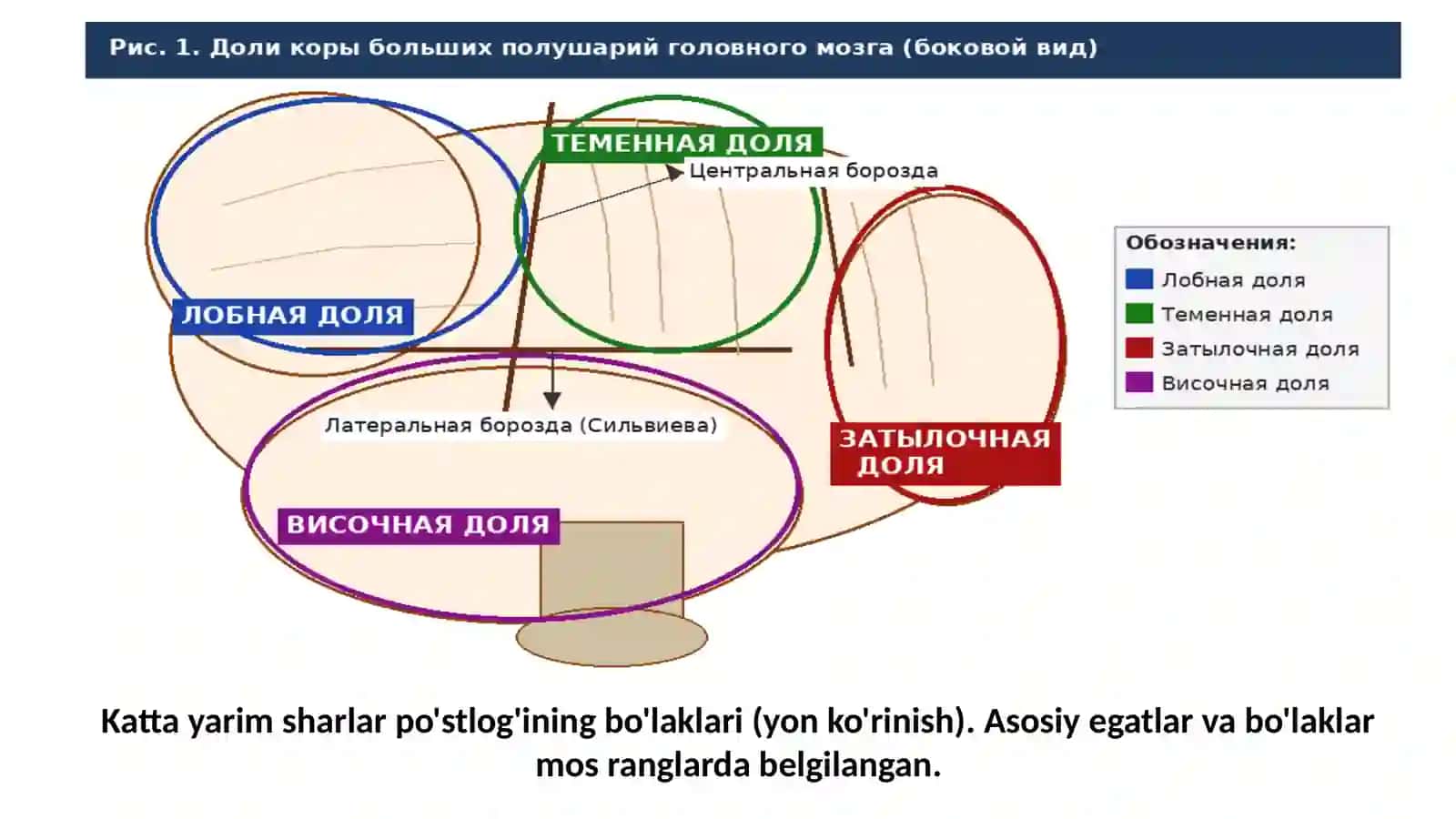 MARKAZIY NERV SISTEMASI FIZIOLOGIYASI 4