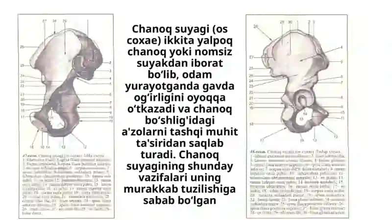 Chanoq kamari va Oyoqning erkin suyaklari 4