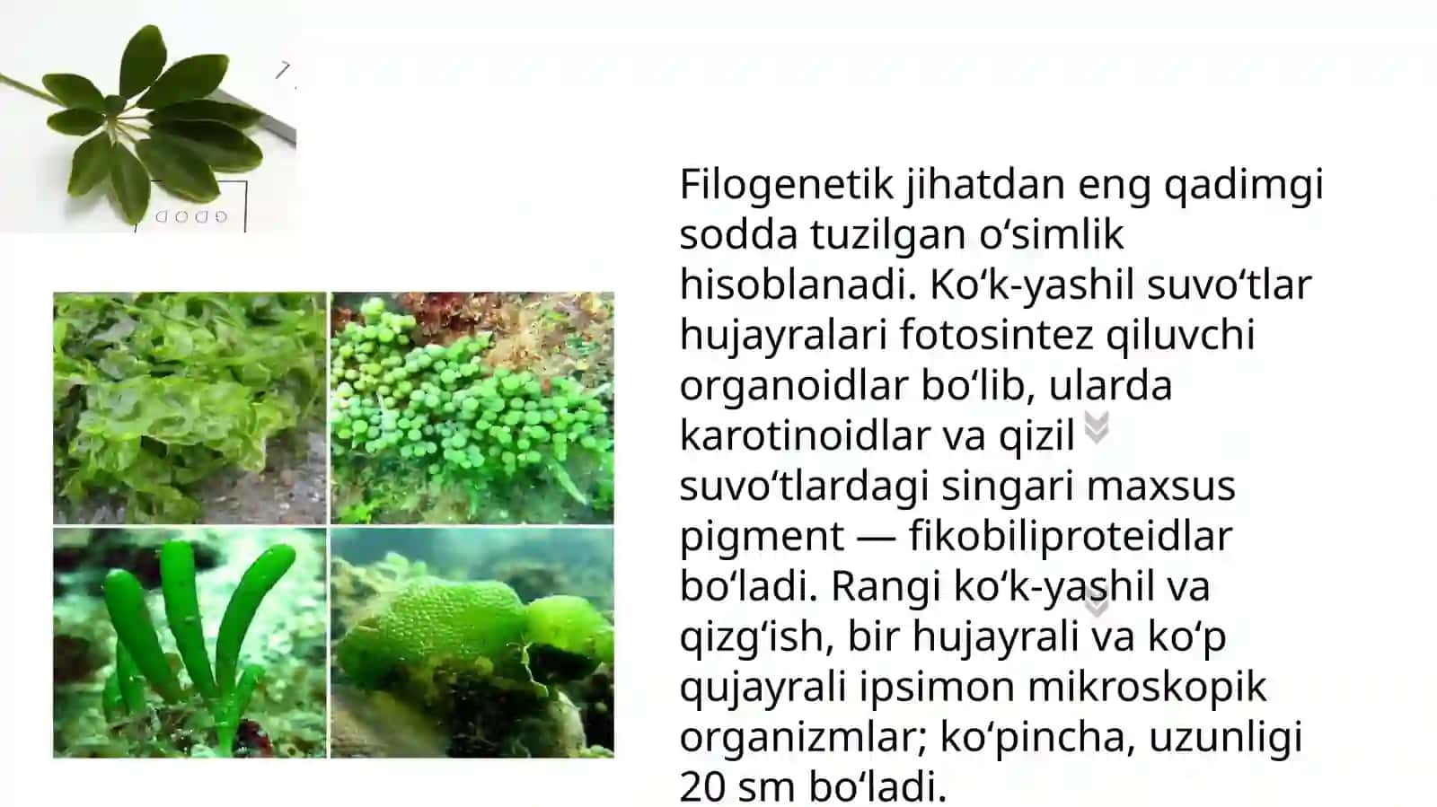 Sianobakteriyalar 4