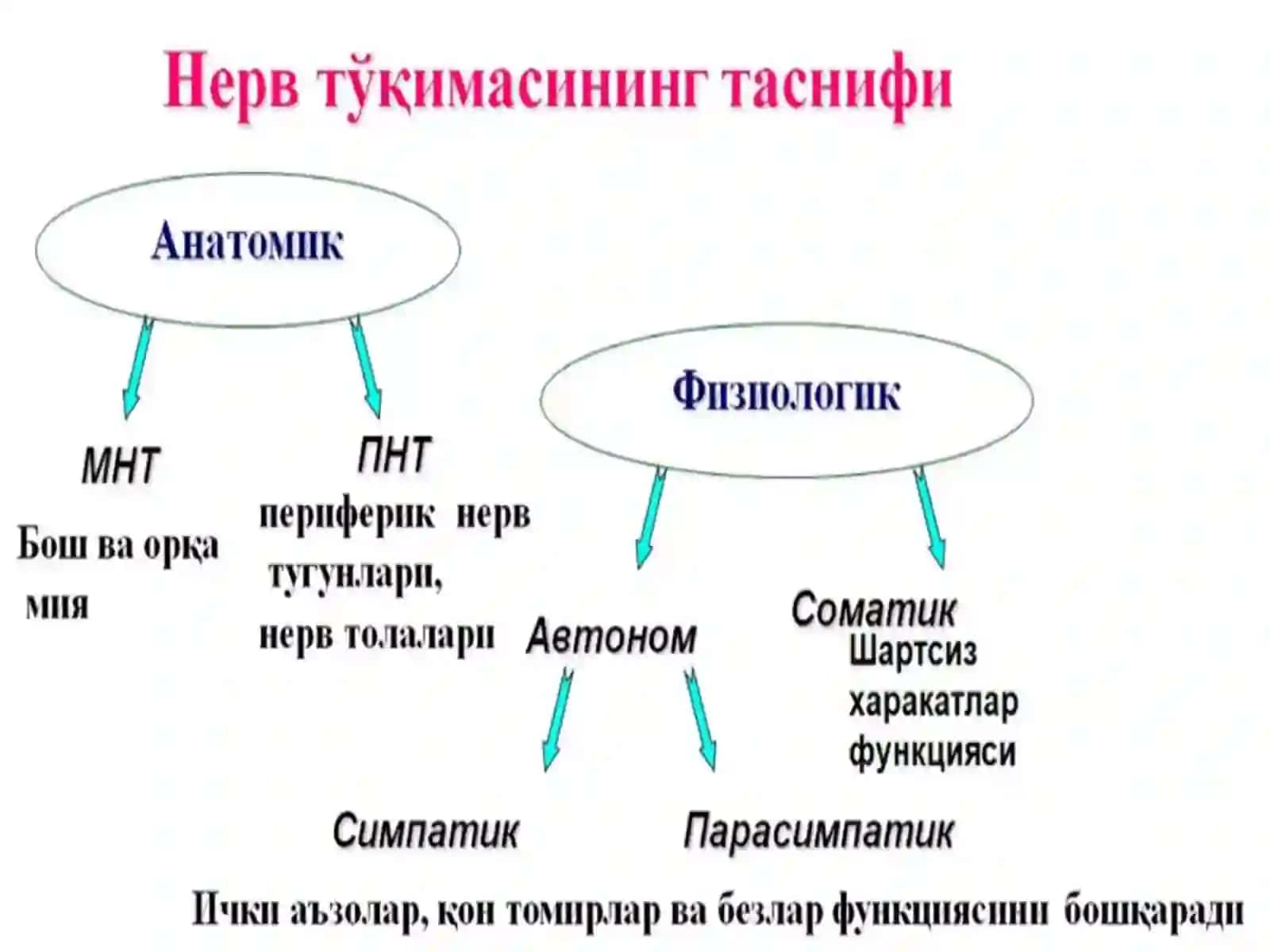 Nervtizimibiokimyosi 4