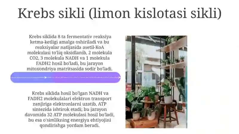 Oʻsimliklarda Aerob Nafa olish Fiziologiyasi 4