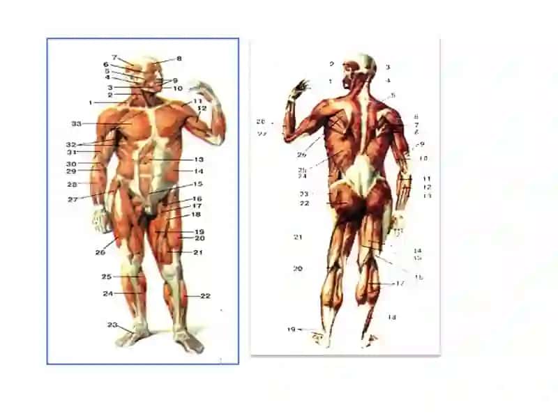 Muskullar faoliyati va bolalarning jismoniy imkoniyatlari 4