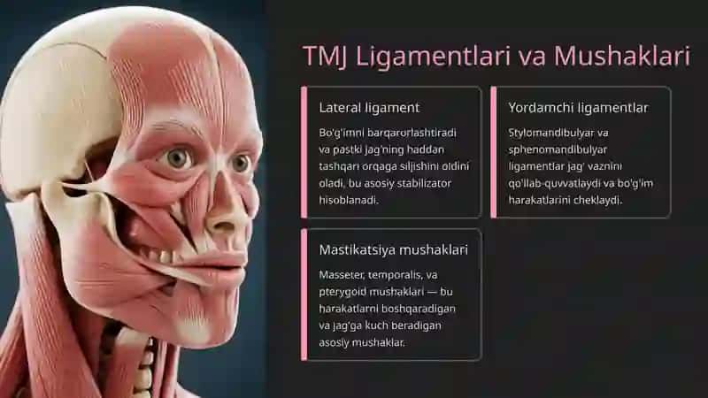 Temporomandibulyar Bo'g'im (TMJ): Tuzilishi, Kasalliklari va Davolash 4