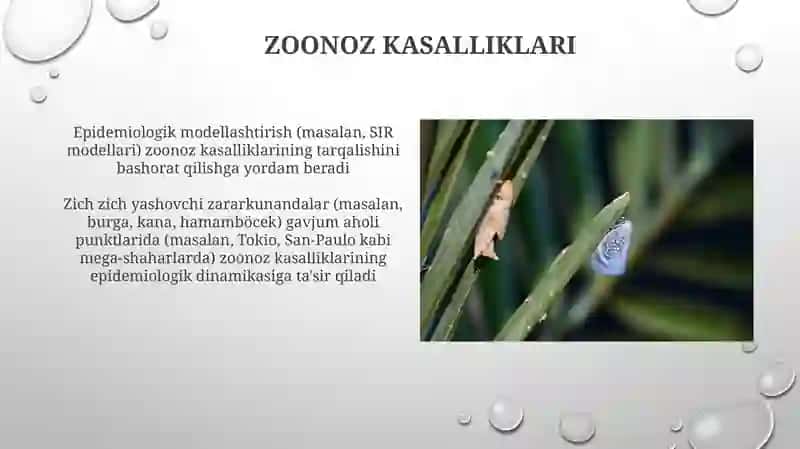 Sinantrop hashoratlarning epidemiologik ahamiyati 4