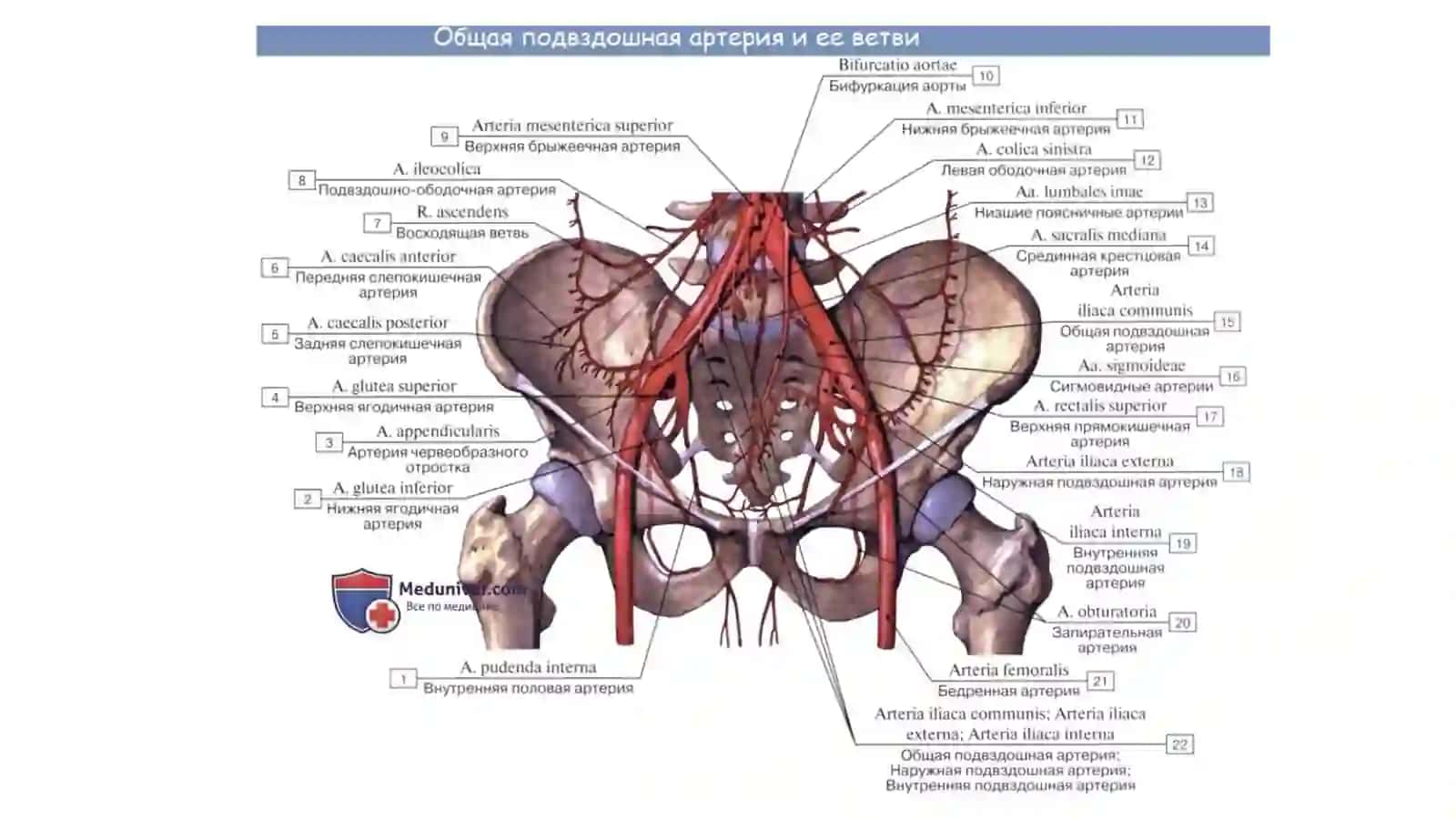 Ichki va Tashqi Yonbosh Arteriyalar 4
