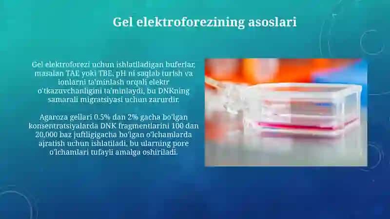 PZR va restriksiya maxsulotlarini gel-elektroforez usuli yordamida vizualizatsiya qilish 4