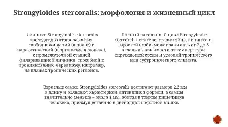 Круглые Черви (Nematoda) Strongyloides stercoralis 4