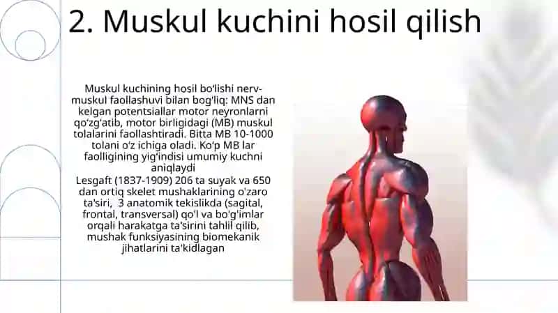 Muskul funksiyasi: Umumiy ma'lumot 4