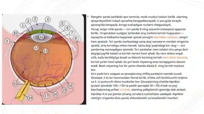 Koʻzning optik sistemasi va uning fizik xususiyatlari. 4